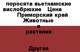 поросята вьетнамские вислобрюхие › Цена ­ 4 000 - Приморский край Животные и растения » Другие животные   